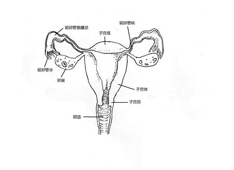 女人生殖器|女性生殖系统概述